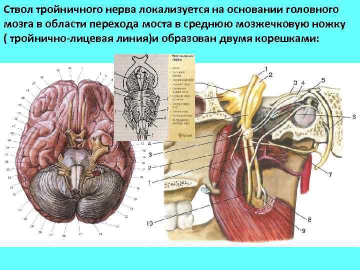 Ствол тройничного нерва локализуется на основании головного мозга в области перехода моста в среднюю