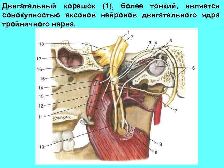 Двигательный корешок (1), более тонкий, является совокупностью аксонов нейронов двигательного ядра тройничного нерва. 