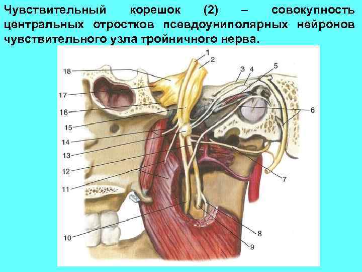 Чувствительный корешок (2) – совокупность центральных отростков псевдоуниполярных нейронов чувствительного узла тройничного нерва. 