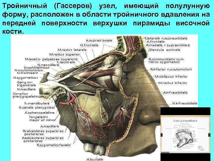 Тройничный (Гассеров) узел, имеющий полулунную форму, расположен в области тройничного вдавления на передней поверхности