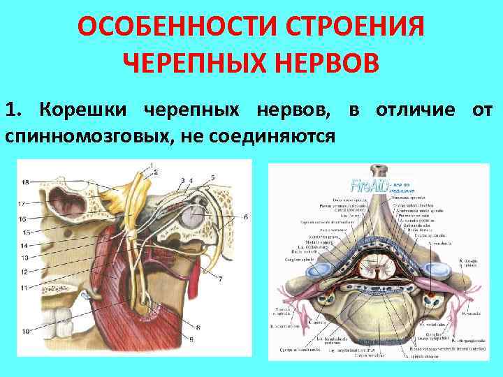 ОСОБЕННОСТИ СТРОЕНИЯ ЧЕРЕПНЫХ НЕРВОВ 1. Корешки черепных нервов, в отличие от спинномозговых, не соединяются