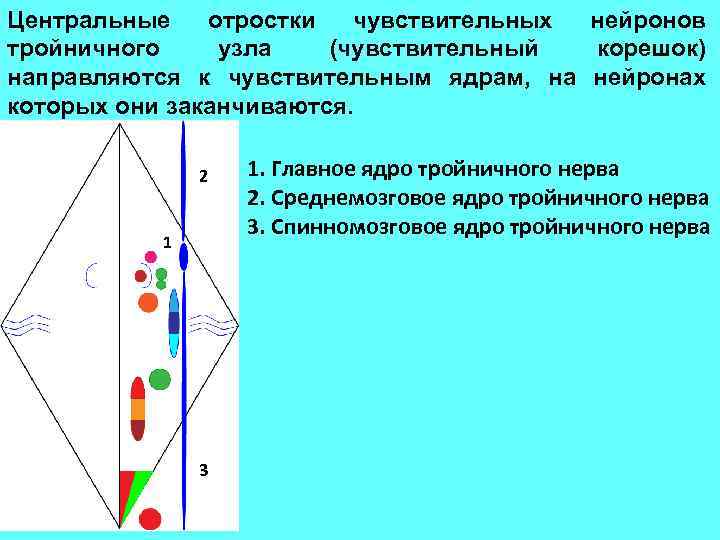 Центральные отростки чувствительных нейронов тройничного узла (чувствительный корешок) направляются к чувствительным ядрам, на нейронах