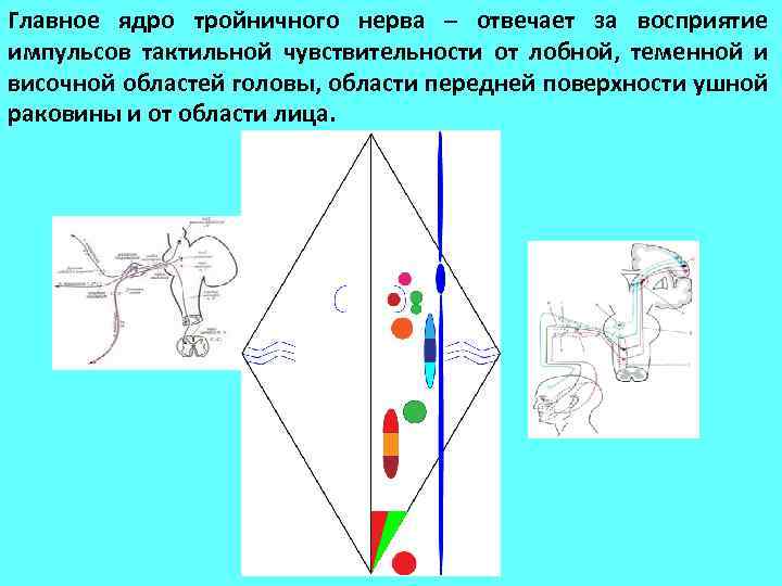 Главное ядро тройничного нерва – отвечает за восприятие импульсов тактильной чувствительности от лобной, теменной