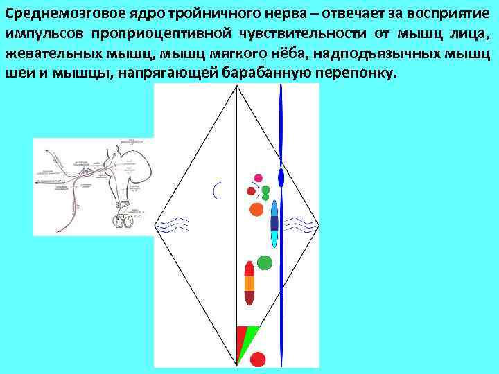 Среднемозговое ядро тройничного нерва – отвечает за восприятие импульсов проприоцептивной чувствительности от мышц лица,