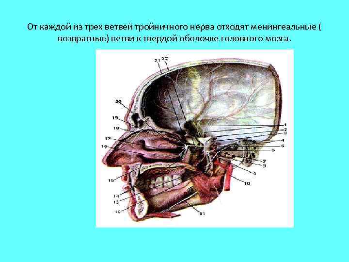 От каждой из трех ветвей тройничного нерва отходят менингеальные ( возвратные) ветви к твердой