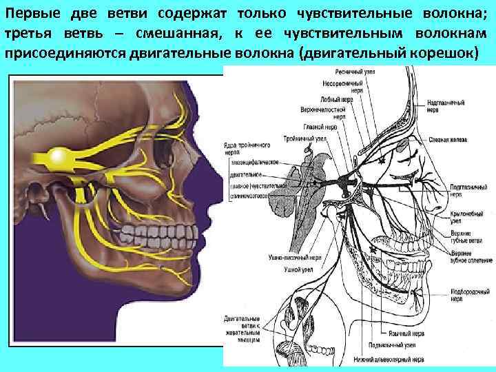 Первые две ветви содержат только чувствительные волокна; третья ветвь – смешанная, к ее чувствительным