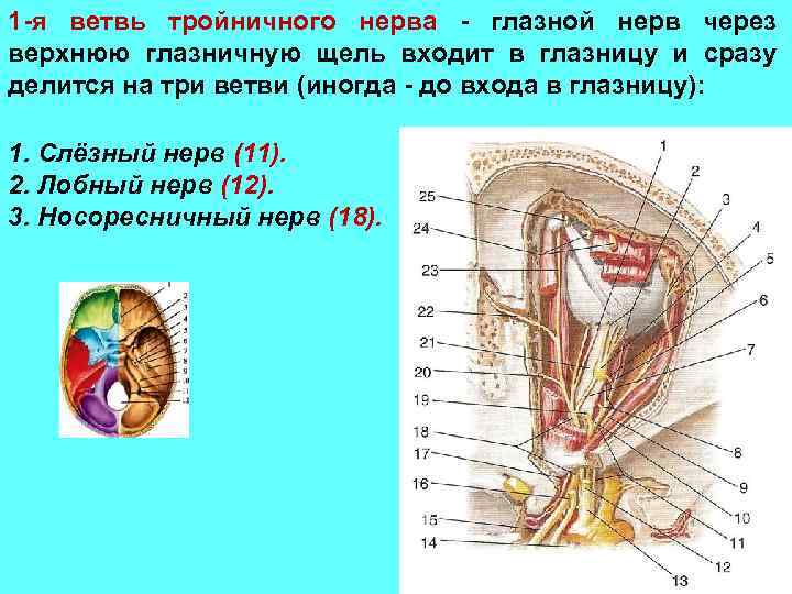 1 -я ветвь тройничного нерва - глазной нерв через верхнюю глазничную щель входит в