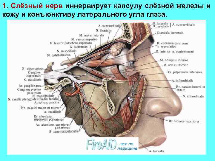 1. Слёзный нерв иннервирует капсулу слёзной железы и кожу и конъюнктиву латерального угла глаза.