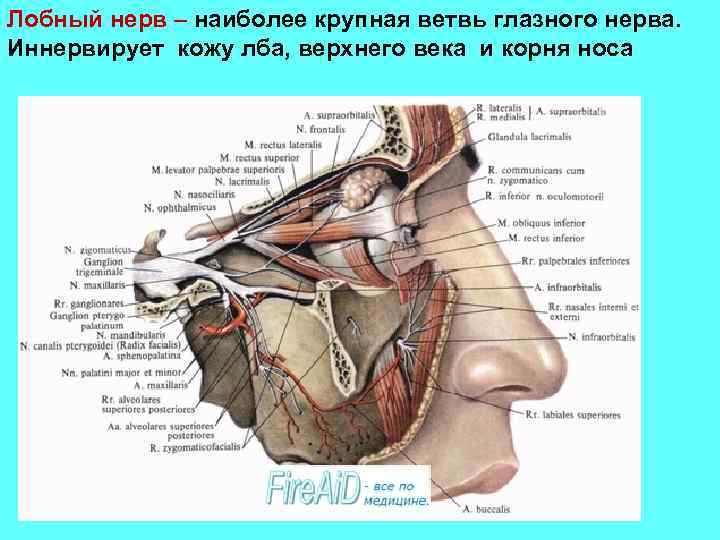 Лобный нерв – наиболее крупная ветвь глазного нерва. Иннервирует кожу лба, верхнего века и