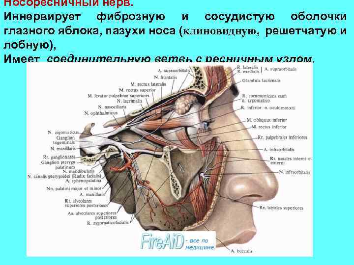 Носоресничный нерв. Иннервирует фиброзную и сосудистую оболочки глазного яблока, пазухи носа (клиновидную, решетчатую и