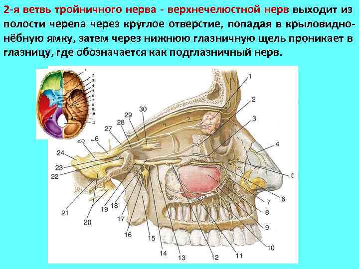 Нервы лицевого черепа. 2 Ветвь тройничного нерва. 2 Ветвь тройничного нерва анатомия. Анатомия второй ветви тройничного нерва. Анатомия 3 ветви тройничного нерва.