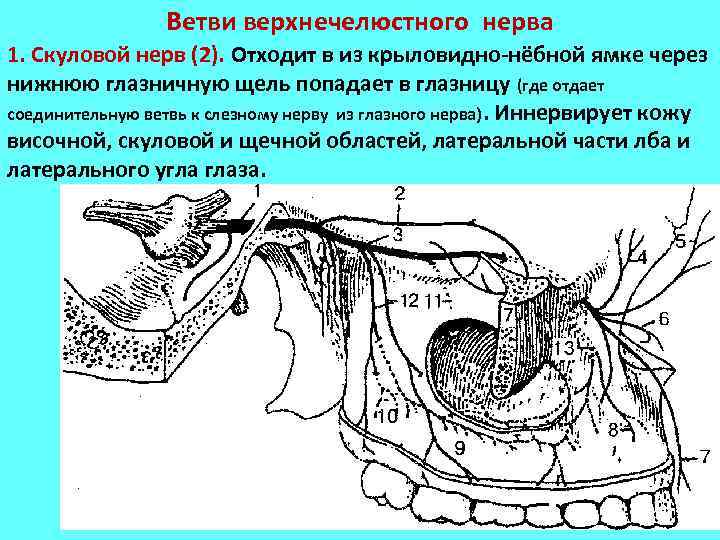 Ветви верхнечелюстного нерва 1. Скуловой нерв (2). Отходит в из крыловидно-нёбной ямке через нижнюю