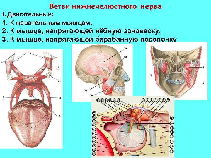 Ветви нижнечелюстного нерва I. Двигательные: 1. К жевательным мышцам. 2. К мышце, напрягающей нёбную