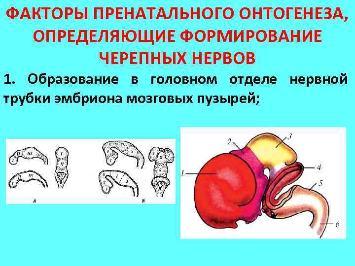 ФАКТОРЫ ПРЕНАТАЛЬНОГО ОНТОГЕНЕЗА, ОПРЕДЕЛЯЮЩИЕ ФОРМИРОВАНИЕ ЧЕРЕПНЫХ НЕРВОВ 1. Образование в головном отделе нервной трубки