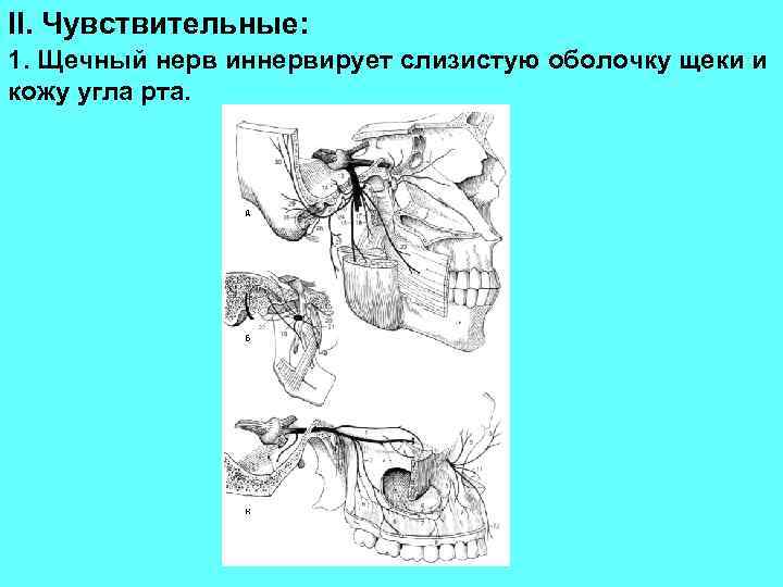 II. Чувствительные: 1. Щечный нерв иннервирует слизистую оболочку щеки и кожу угла рта. 