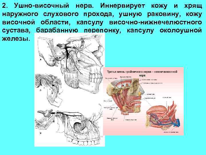 2. Ушно-височный нерв. Иннервирует кожу и хрящ наружного слухового прохода, ушную раковину, кожу височной