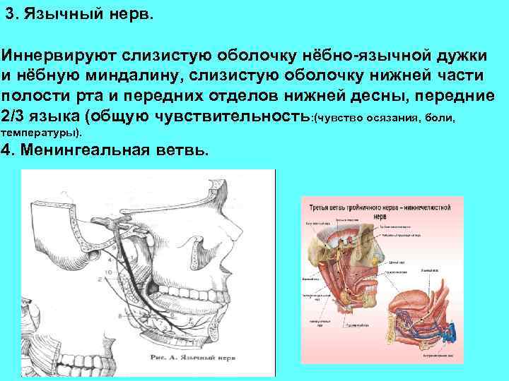 3. Язычный нерв. Иннервируют слизистую оболочку нёбно-язычной дужки и нёбную миндалину, слизистую оболочку нижней