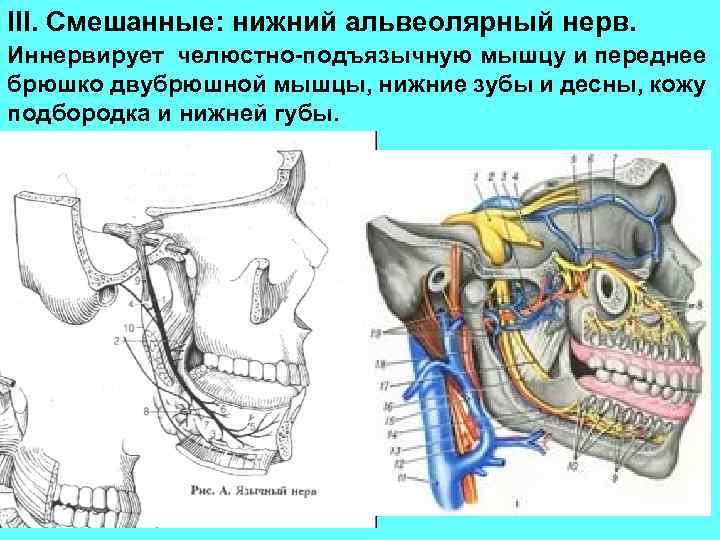 III. Смешанные: нижний альвеолярный нерв. Иннервирует челюстно-подъязычную мышцу и переднее брюшко двубрюшной мышцы, нижние