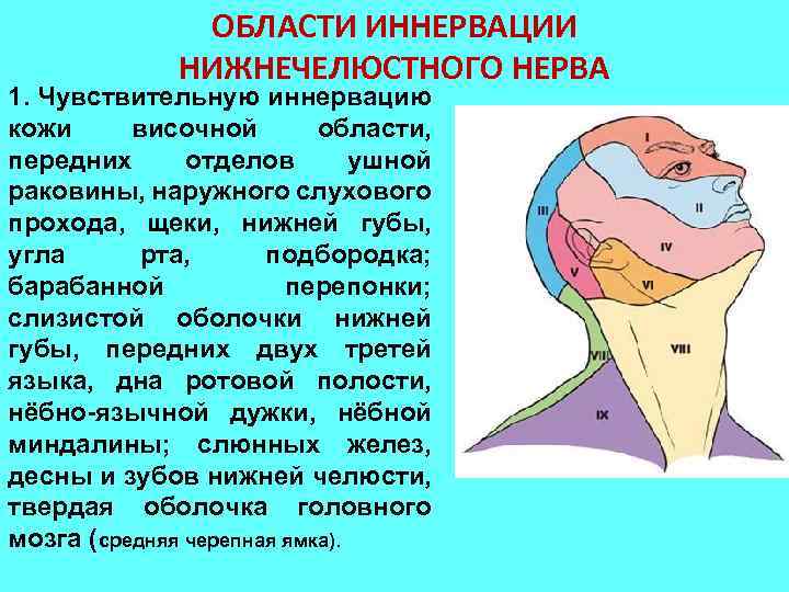 ОБЛАСТИ ИННЕРВАЦИИ НИЖНЕЧЕЛЮСТНОГО НЕРВА 1. Чувствительную иннервацию кожи височной области, передних отделов ушной раковины,