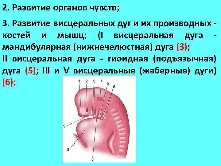 Развитый орган