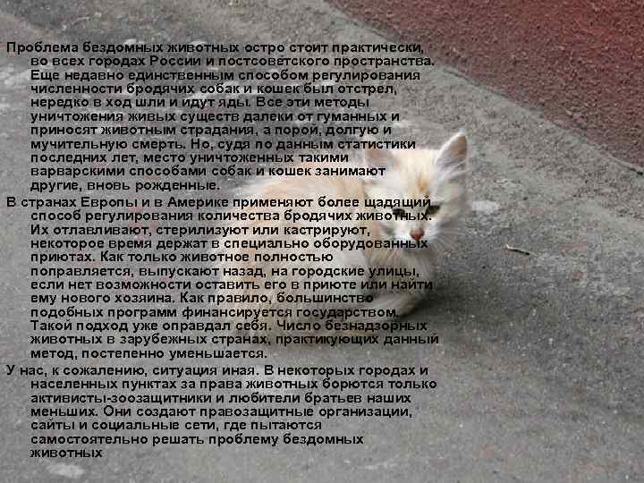 Стих бомжа. Бездомные кошки проект. Проблема бездомных животных. Стихи про бездомных животных. Стих про бездомного котенка.