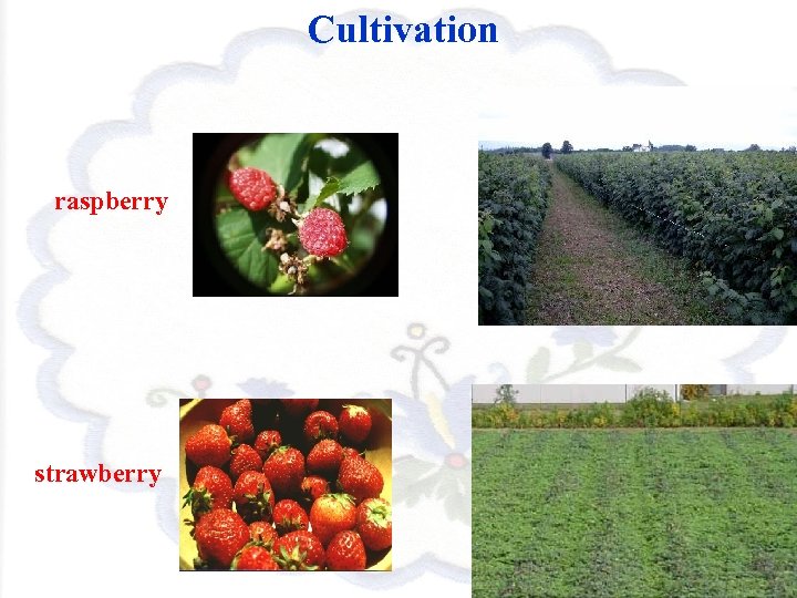 Cultivation raspberry strawberry 