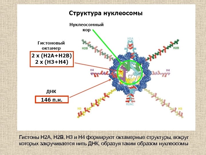 Гистоны Н 2 А, Н 2 В, Н 3 и Н 4 формируют октамерные