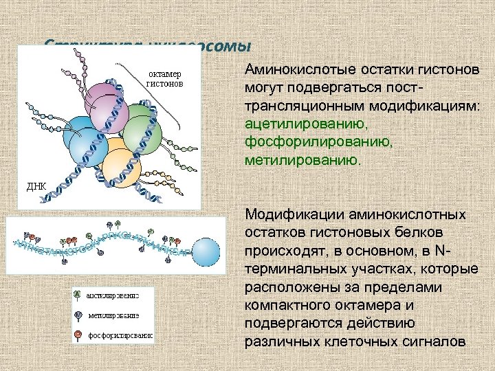 Структура нуклеосомы Аминокислотые остатки гистонов могут подвергаться посттрансляционным модификациям: ацетилированию, фосфорилированию, метилированию. Модификации аминокислотных