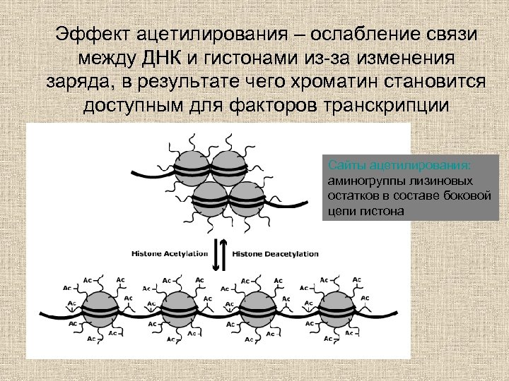 Эффект ацетилирования – ослабление связи между ДНК и гистонами из-за изменения заряда, в результате