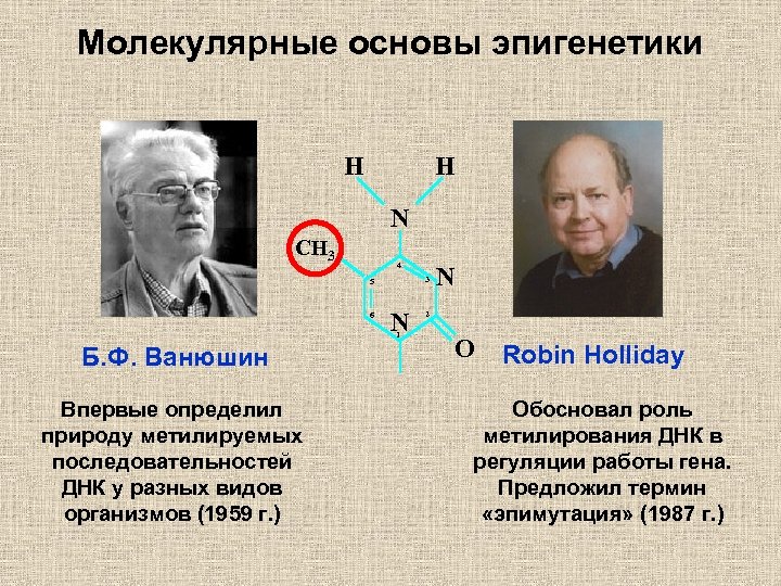 Молекулярные основы эпигенетики H H N CH 3 4 3 5 6 N 1