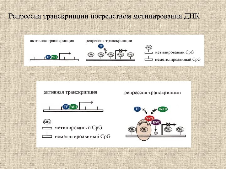 Репрессия транскрипции посредством метилирования ДНК 