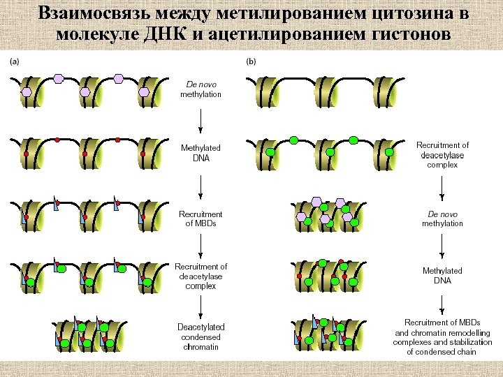 Взаимосвязь между метилированием цитозина в молекуле ДНК и ацетилированием гистонов 