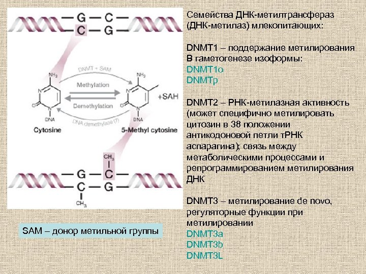 Семейства ДНК-метилтрансфераз (ДНК-метилаз) млекопитающих: DNMT 1 – поддержание метилирования В гаметогенезе изоформы: DNMT 1