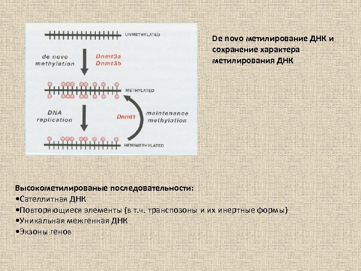 De novo метилирование ДНК и сохранение характера метилирования ДНК Высокометилированые последовательности: • Сателлитная ДНК