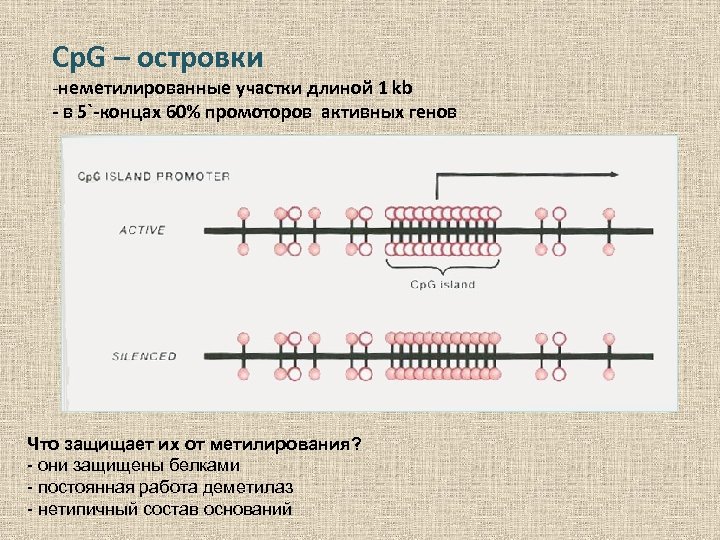 Cp. G – островки -неметилированные участки длиной 1 kb - в 5`-концах 60% промоторов