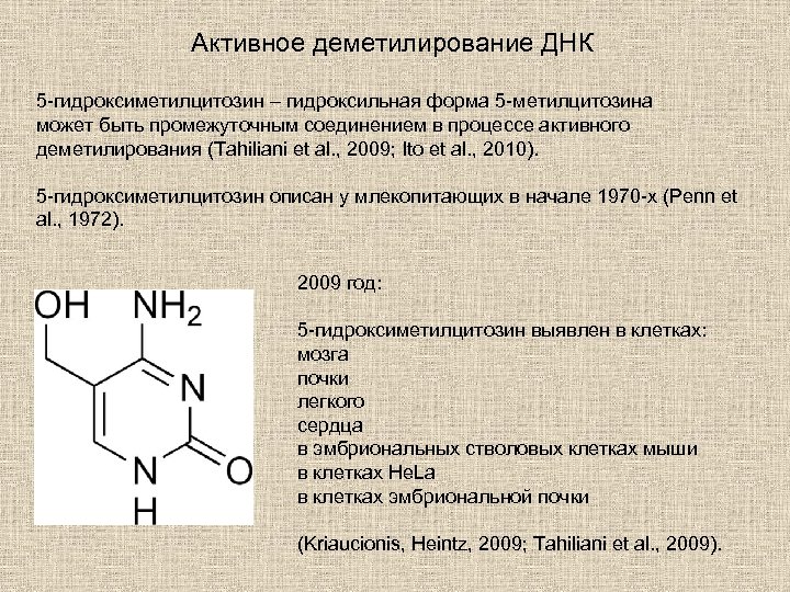 Активное деметилирование ДНК 5 -гидроксиметилцитозин – гидроксильная форма 5 -метилцитозина может быть промежуточным соединением