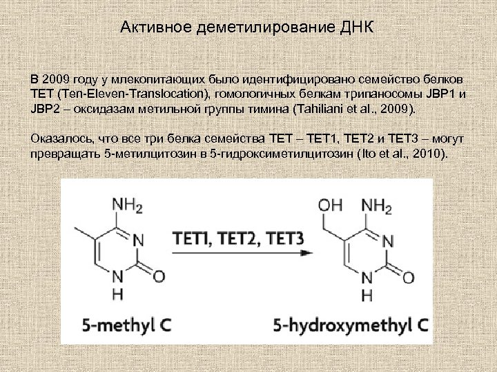 Активное деметилирование ДНК В 2009 году у млекопитающих было идентифицировано семейство белков TET (Ten-Eleven-Translocation),