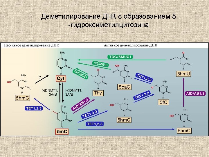 Деметилирование ДНК с образованием 5 -гидроксиметилцитозина 