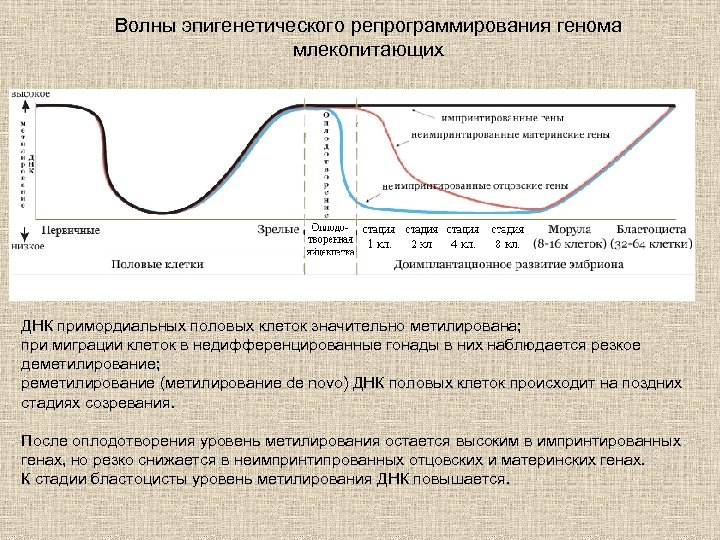 Волны эпигенетического репрограммирования генома млекопитающих ДНК примордиальных половых клеток значительно метилирована; при миграции клеток