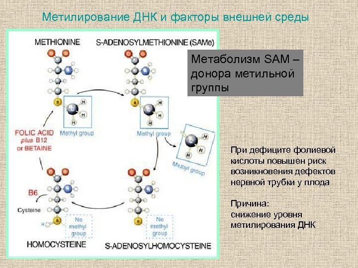 Метилирование ДНК и факторы внешней среды Метаболизм SAM – донора метильной группы При дефиците