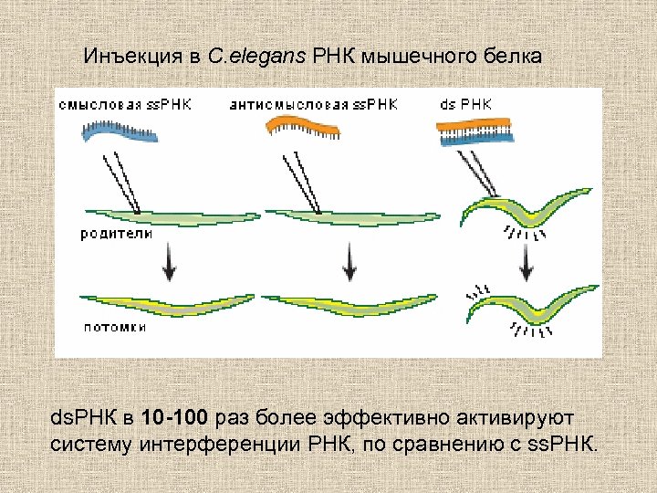 Инъекция в C. elegans РНК мышечного белка ds. РНК в 10 -100 раз более