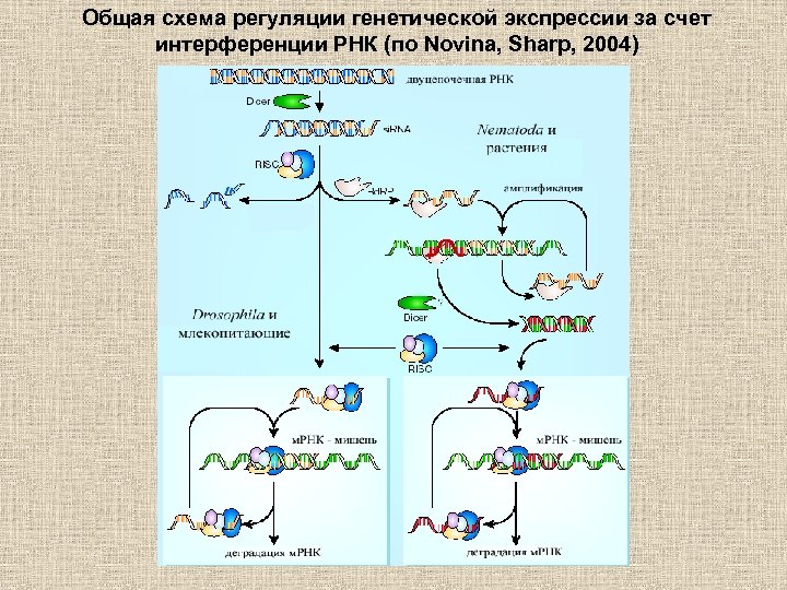 Общая схема регуляции генетической экспрессии за счет интерференции РНК (по Novina, Sharp, 2004) 