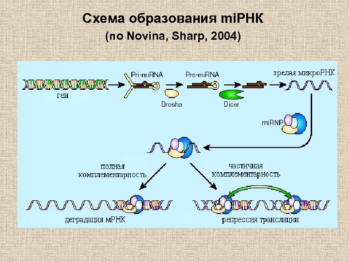 Схема образования mi. РНК (по Novina, Sharp, 2004) 