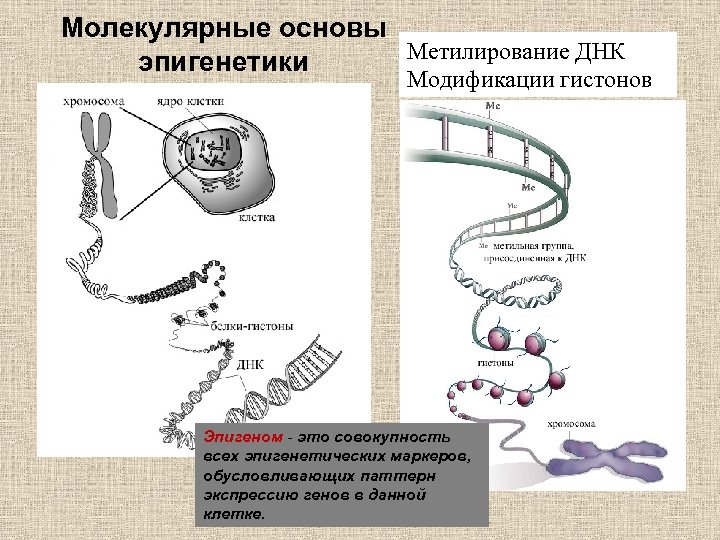 Молекулярные основы Метилирование ДНК эпигенетики Модификации гистонов Эпигеном - это совокупность всех эпигенетических маркеров,