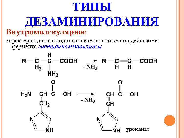 ТИПЫ ДЕЗАМИНИРОВАНИЯ Внутримолекулярное характерно для гистидина в печени и коже под действием фермента гистидинаммиаклиазы