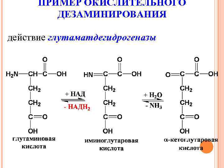 ПРИМЕР ОКИСЛИТЕЛЬНОГО ДЕЗАМИНИРОВАНИЯ действие глутаматдегидрогеназы 