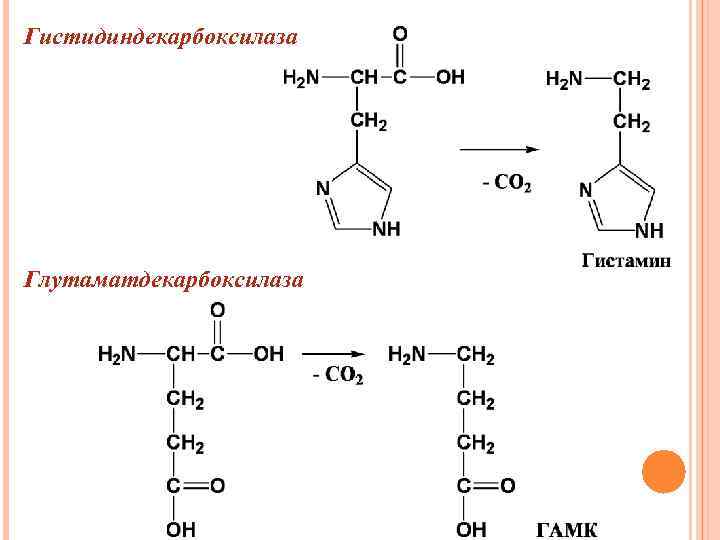 Гистидиндекарбоксилаза Глутаматдекарбоксилаза 