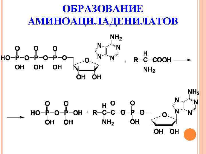 ОБРАЗОВАНИЕ АМИНОАЦИЛАДЕНИЛАТОВ 