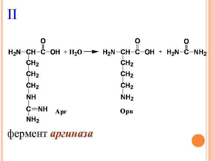 II фермент аргиназа 