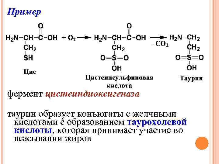 Пример фермент цистеиндиоксигеназа таурин образует конъюгаты с желчными кислотами с образованием таурохолевой кислоты, которая